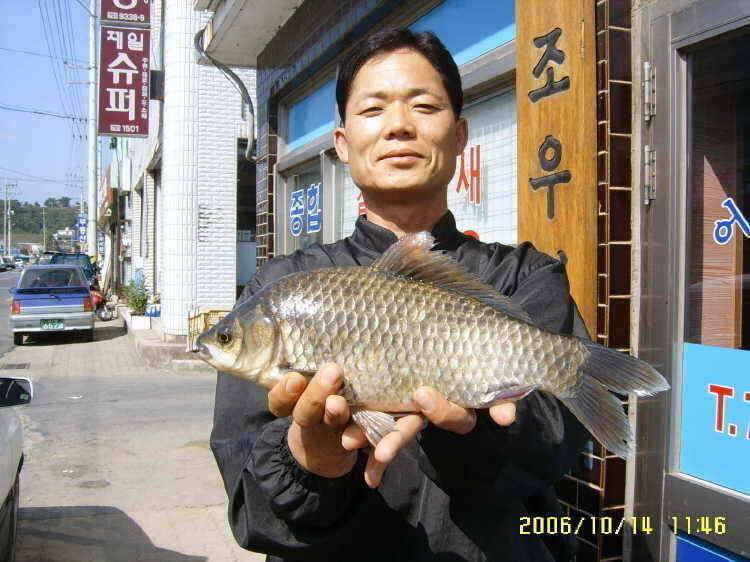 경주권10월14일 15일 38cm 대물붕어 조황입니다 (조황조행기 - 특파원조황)
