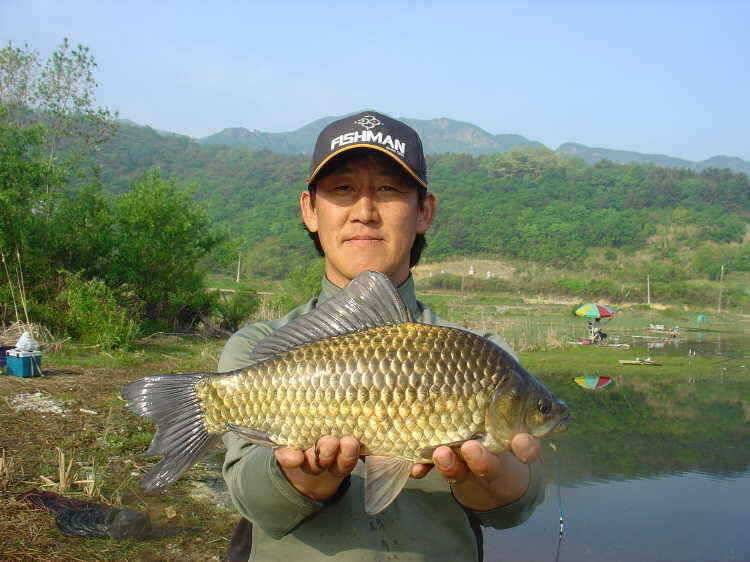 경주권 5월6일 계속이어지 4짜대물 마릿수 조황입니다 (조황조행기 - 특파원조황)