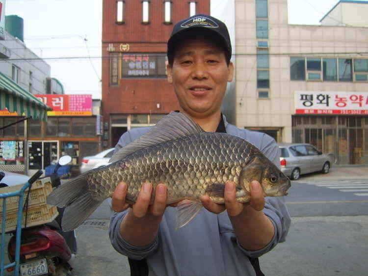 경주권 5월6일 계속이어지 4짜대물 마릿수 조황입니다 (조황조행기 - 특파원조황)