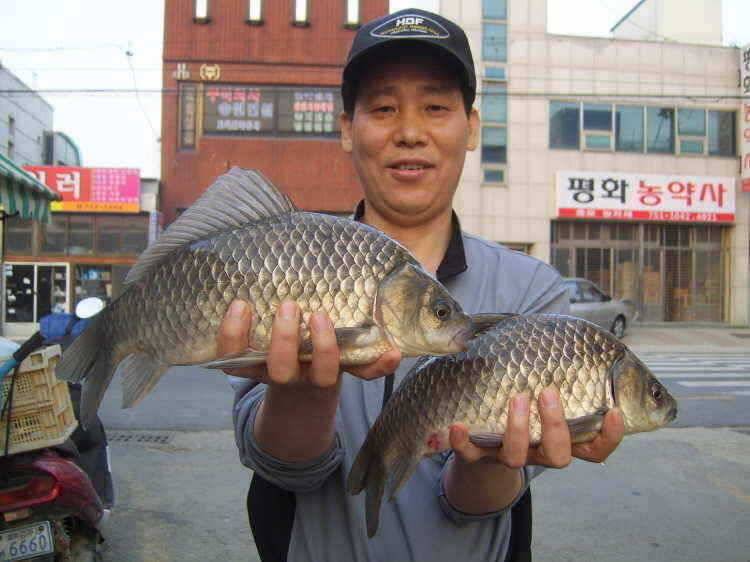 경주권 5월6일 계속이어지 4짜대물 마릿수 조황입니다 (조황조행기 - 특파원조황)