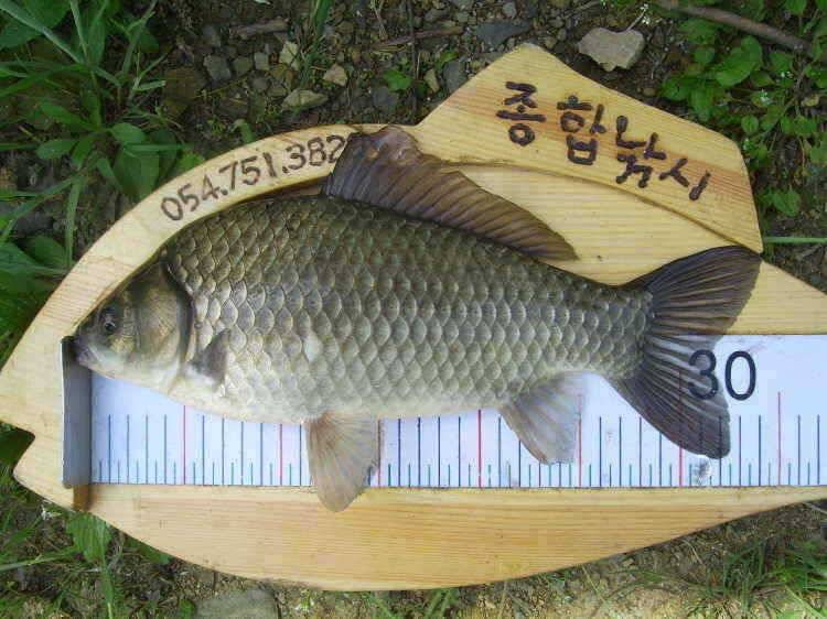 경주권 5월6일 계속이어지 4짜대물 마릿수 조황입니다 (조황조행기 - 특파원조황)