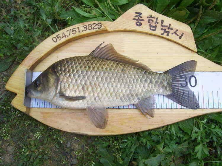 경주권 5월6일 계속이어지 4짜대물 마릿수 조황입니다 (조황조행기 - 특파원조황)