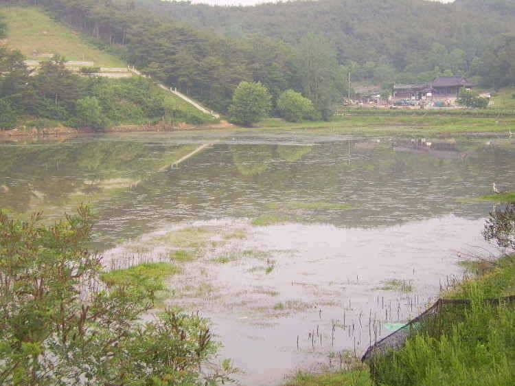 경주권 6월 13일 46cm대물붕어조황입니다 (조황조행기 - 특파원조황)