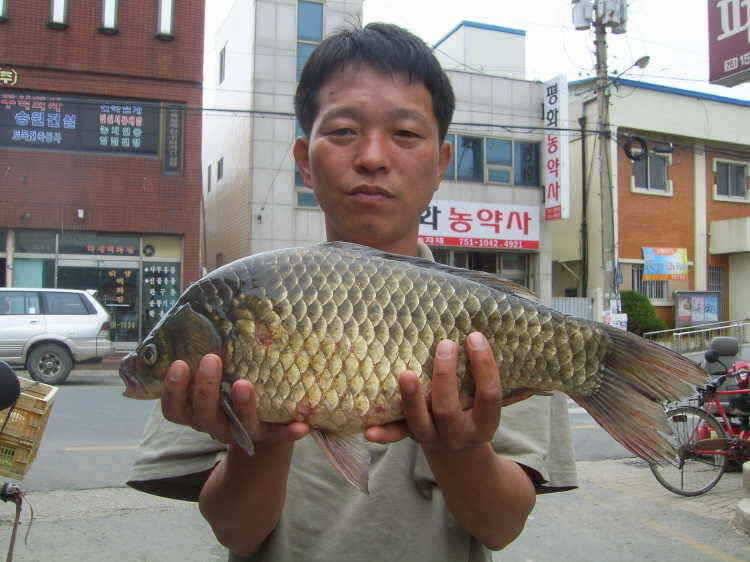 경주권 6월 13일 46cm대물붕어조황입니다 (조황조행기 - 특파원조황)