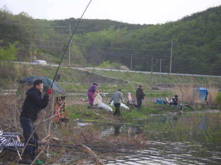 경주권 4월25일 375cm 35cm대물붕어 조황입니다 (조황조행기 - 특파원조황)