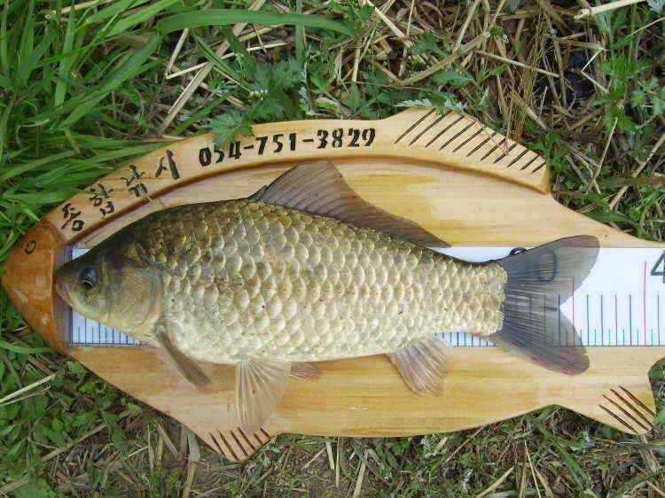 경주권 4월25일 375cm 35cm대물붕어 조황입니다 (조황조행기 - 특파원조황)