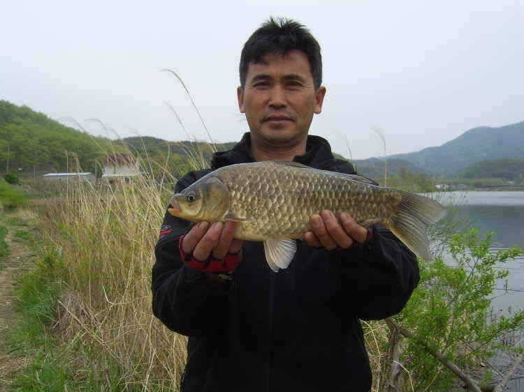 경주권 4월25일 375cm 35cm대물붕어 조황입니다 (조황조행기 - 특파원조황)