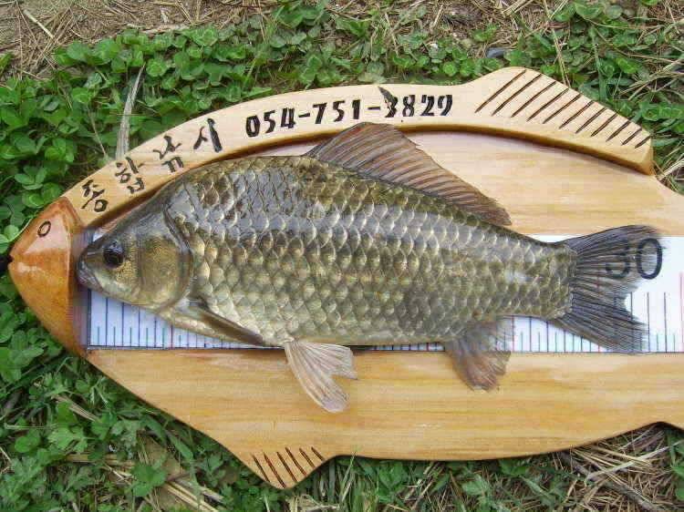 경주권 4월25일 375cm 35cm대물붕어 조황입니다 (조황조행기 - 특파원조황)