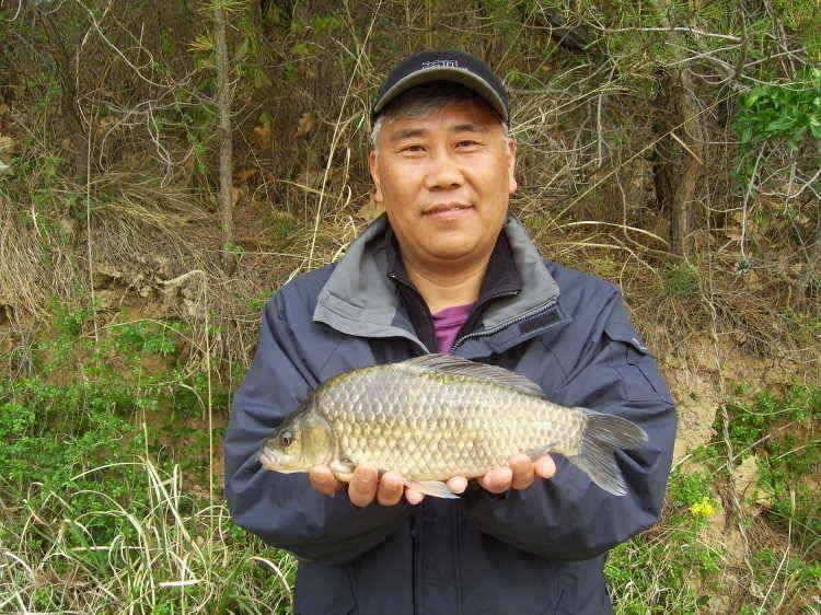 경주권 4월25일 375cm 35cm대물붕어 조황입니다 (조황조행기 - 특파원조황)