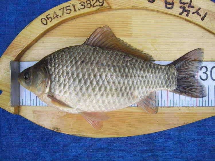 경주권 3월4일 37cm 34cm대물붕어조황입니다 (조황조행기 - 특파원조황)