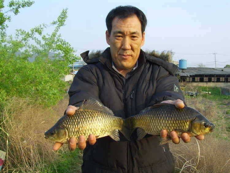 경주권 4월25일 375cm 35cm대물붕어 조황입니다 (조황조행기 - 특파원조황)