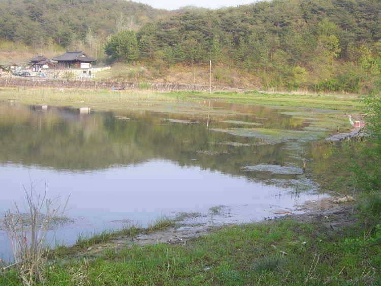 경주권 4월25일 375cm 35cm대물붕어 조황입니다 (조황조행기 - 특파원조황)