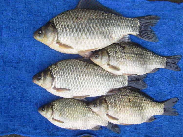 경주권 3월4일 37cm 34cm대물붕어조황입니다 (조황조행기 - 특파원조황)