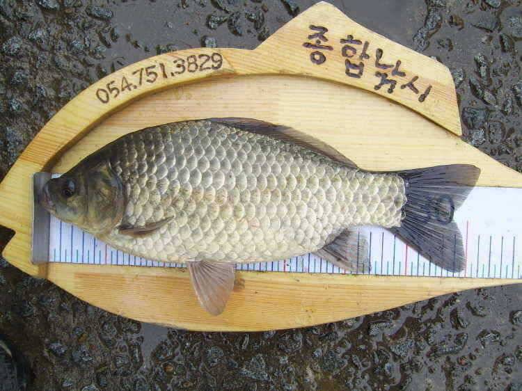 경주권 5월2일 월척붕어조황입니다 (조황조행기 - 특파원조황)