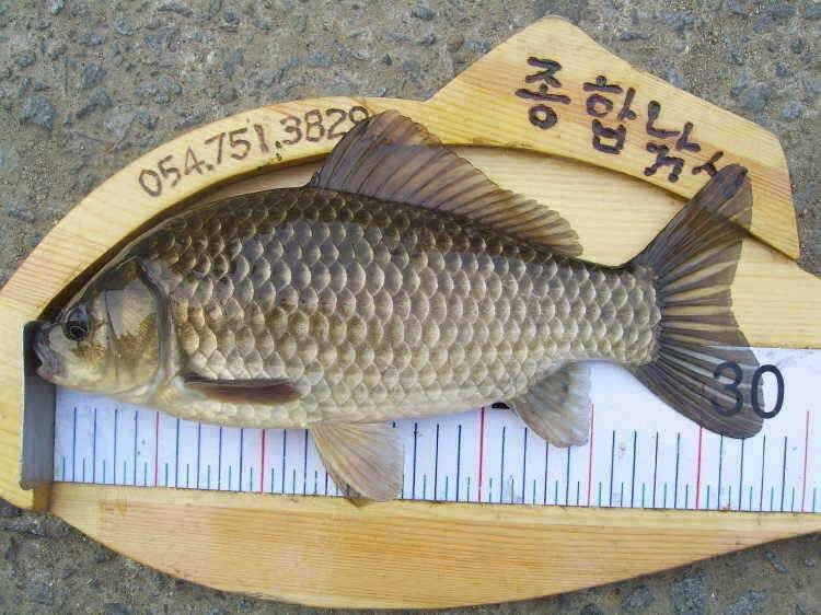 경주권 4월17일 월척붕어조황입니다 (조황조행기 - 특파원조황)