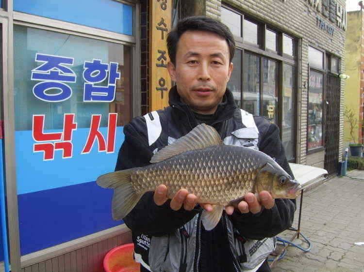 경주권 4월17일 월척붕어조황입니다 (조황조행기 - 특파원조황)