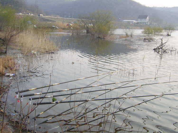 경주권 4월8일 365cm 월척조황입니다 (조황조행기 - 특파원조황)