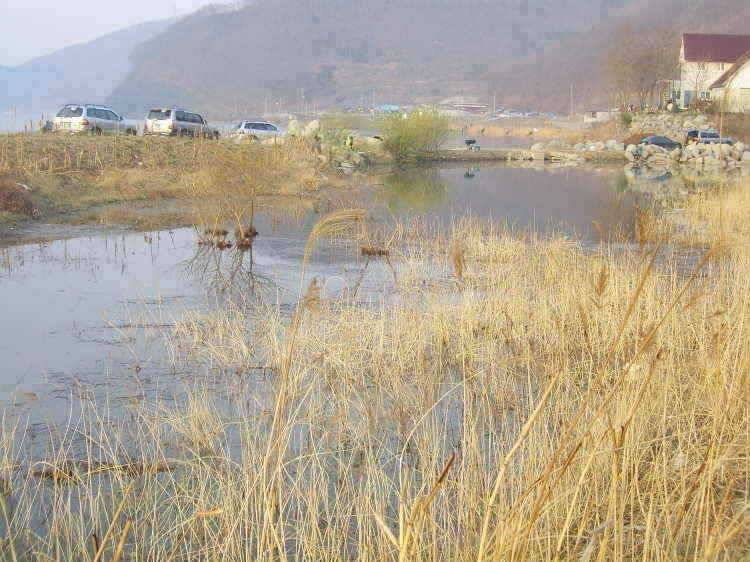 경주권 4월8일 365cm 월척조황입니다 (조황조행기 - 특파원조황)