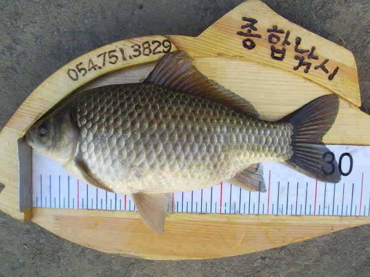 경주권 4월8일 365cm 월척조황입니다 (조황조행기 - 특파원조황)