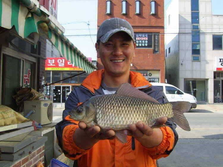경주권 4월8일 365cm 월척조황입니다 (조황조행기 - 특파원조황)