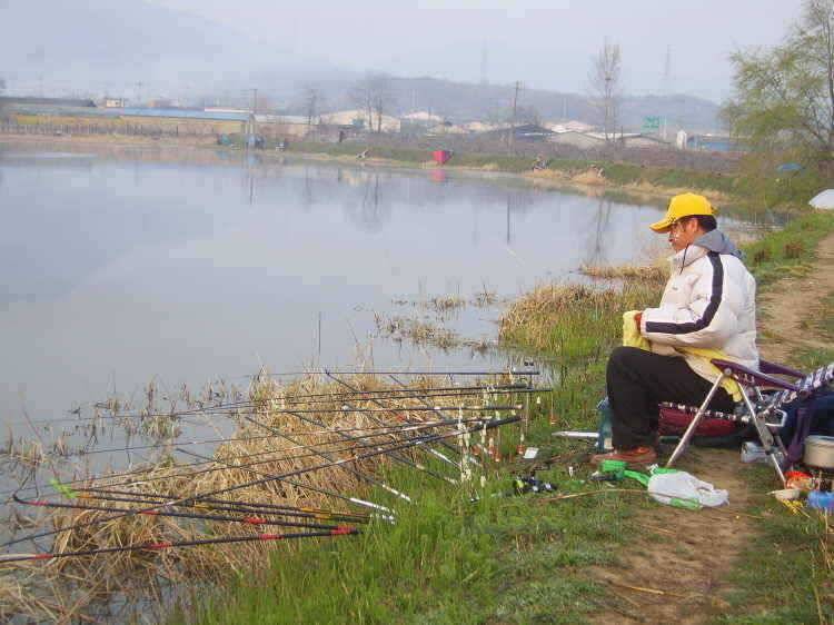 경주권 4월8일 365cm 월척조황입니다 (조황조행기 - 특파원조황)
