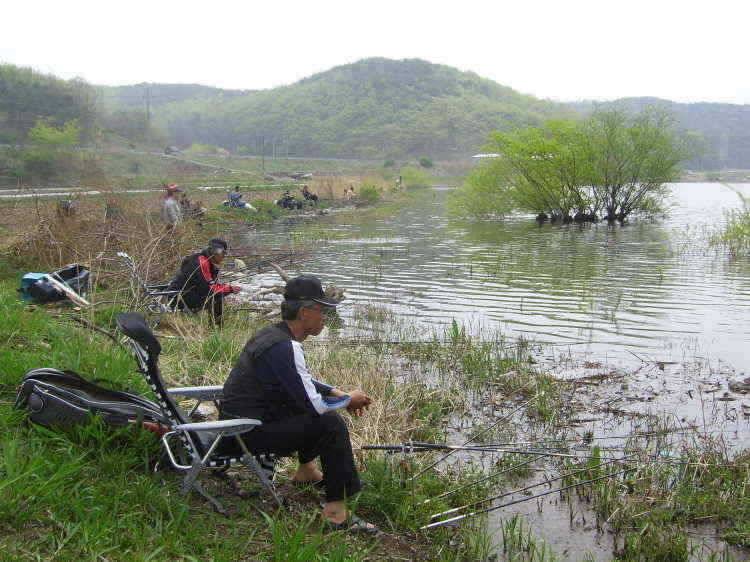 경주권 4월23일 월척붕어조황입니다 (조황조행기 - 특파원조황)