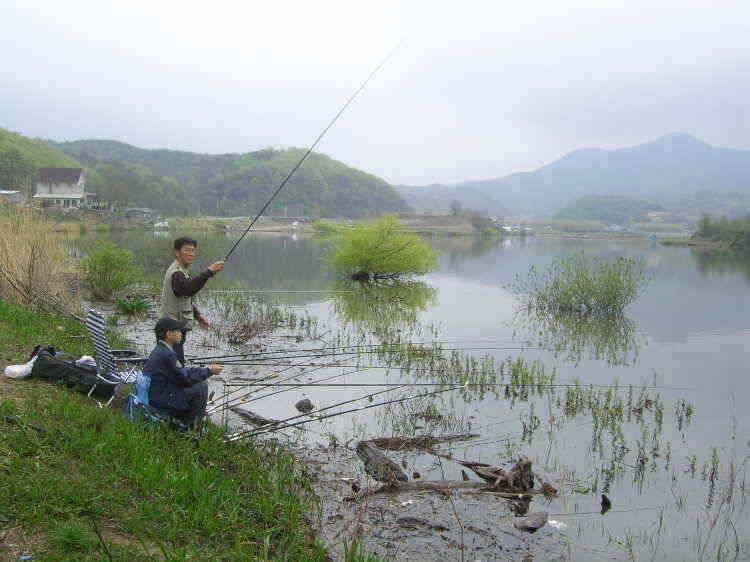 경주권 4월23일 월척붕어조황입니다 (조황조행기 - 특파원조황)