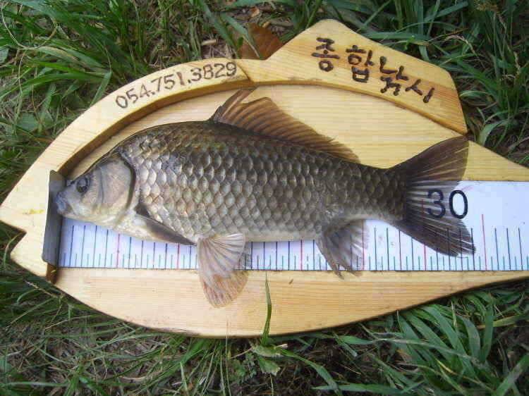 경주권 5월 19일 월척 조황입니다 (조황조행기 - 특파원조황)