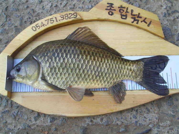 경주권 4월30일 월척 마릿수조황입니다 (조황조행기 - 특파원조황)