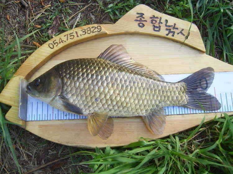 경주권 5월 19일 월척 조황입니다 (조황조행기 - 특파원조황)