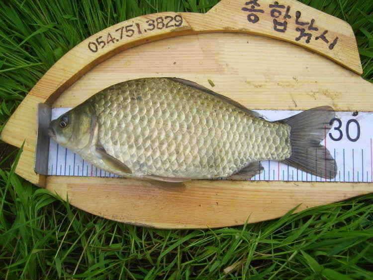 경주권 5월28일 월척붕어조황입니다 (조황조행기 - 특파원조황)