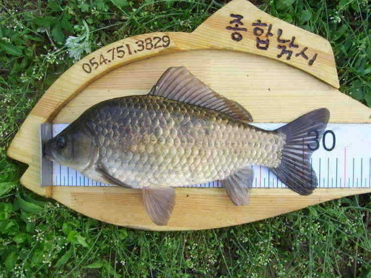 경주권 5월4일 4짜두수 월척붕어 마릿수 조황입니다 (조황조행기 - 특파원조황)