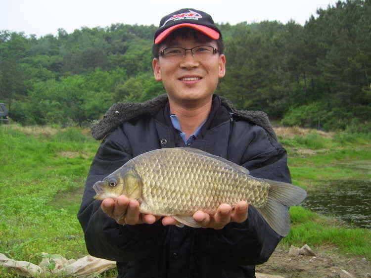 경주권 5월28일 월척붕어조황입니다 (조황조행기 - 특파원조황)