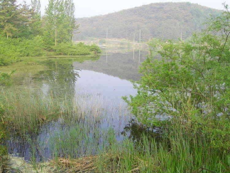 경주권 5월4일 4짜두수 월척붕어 마릿수 조황입니다 (조황조행기 - 특파원조황)
