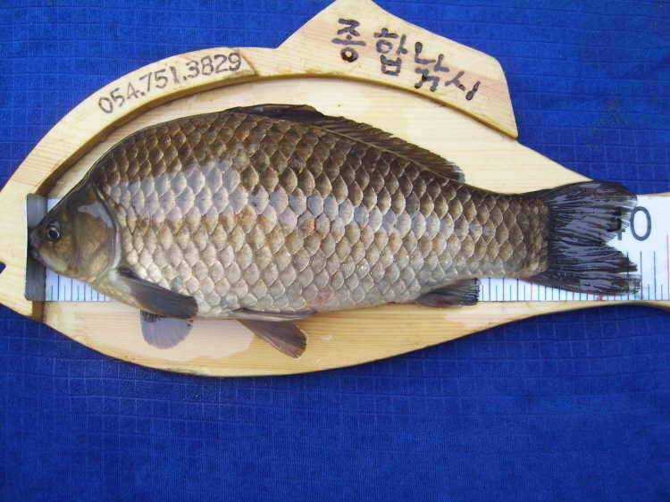 경주권 4월1일 43cm 36cm대물붕어 조황입니다 (조황조행기 - 특파원조황)