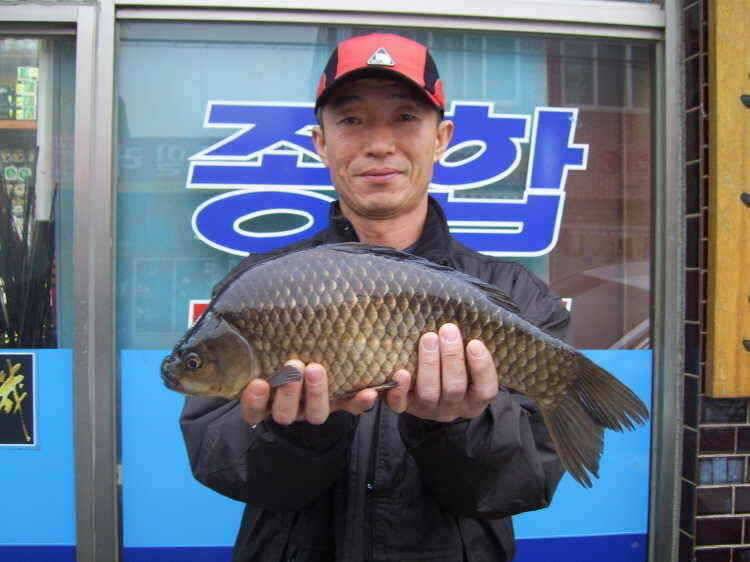 경주권 4월1일 43cm 36cm대물붕어 조황입니다 (조황조행기 - 특파원조황)