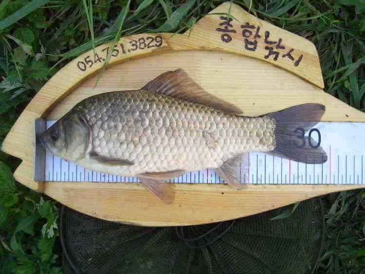 경주권 5월28일 월척붕어조황입니다 (조황조행기 - 특파원조황)