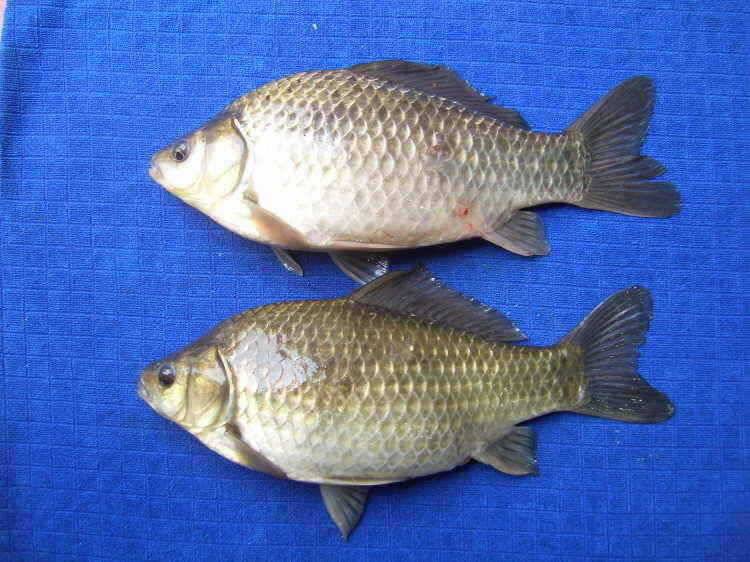 경주권 4월1일 43cm 36cm대물붕어 조황입니다 (조황조행기 - 특파원조황)
