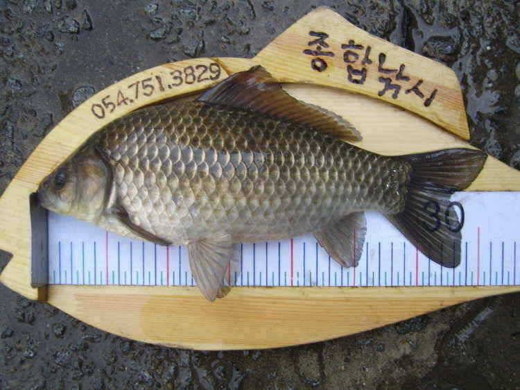 경주권 4월1일 43cm 36cm대물붕어 조황입니다 (조황조행기 - 특파원조황)