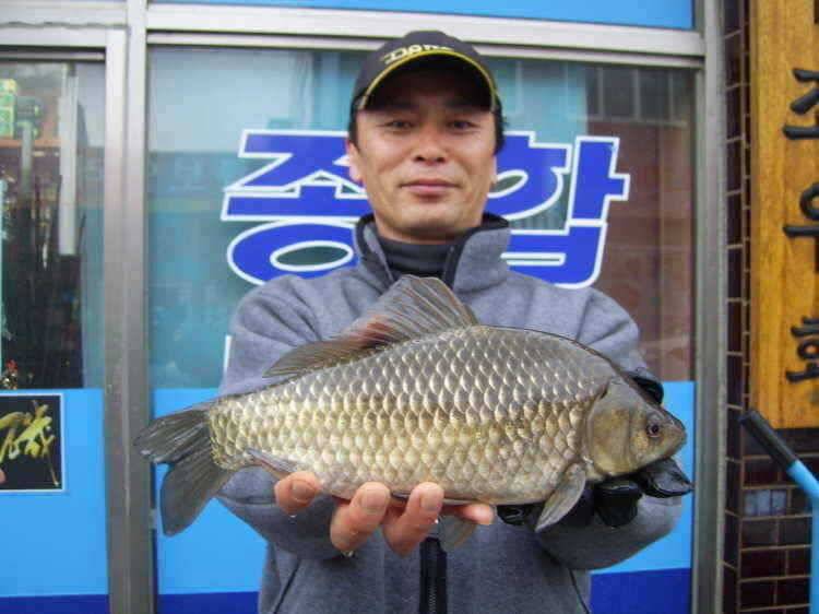 경주권 4월1일 43cm 36cm대물붕어 조황입니다 (조황조행기 - 특파원조황)