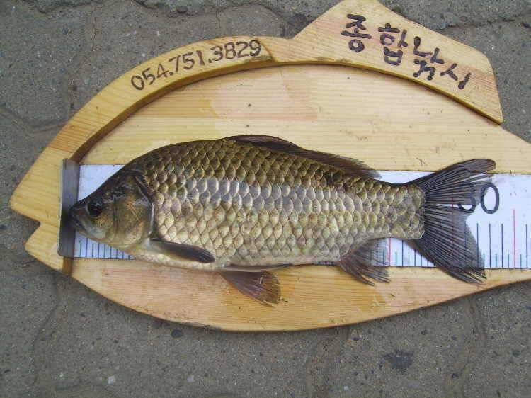 경주권 5월28일 월척붕어조황입니다 (조황조행기 - 특파원조황)