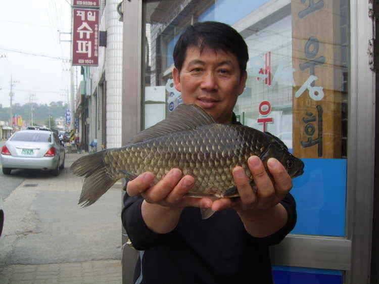 경주권 5월28일 월척붕어조황입니다 (조황조행기 - 특파원조황)