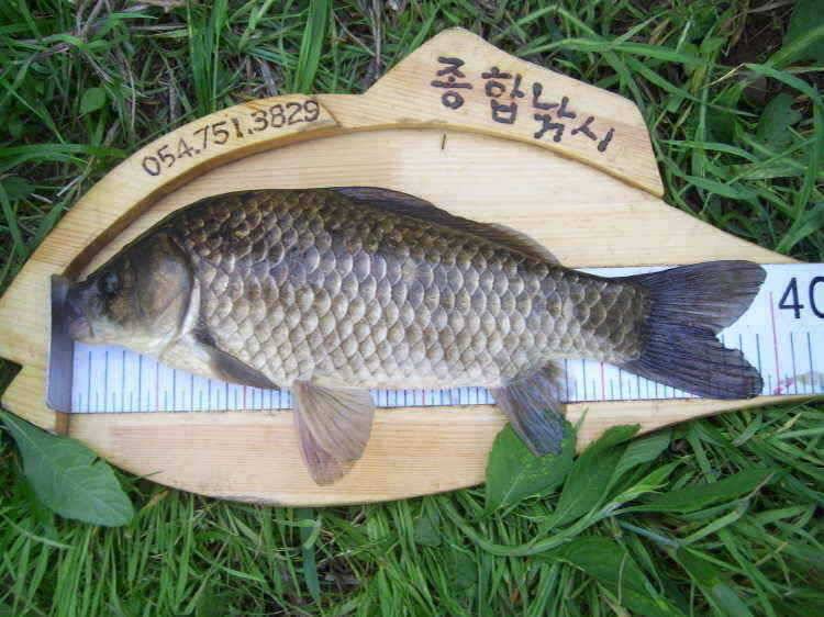 경주권 5월 15일 395cm대물붕어 조황입니다 (조황조행기 - 특파원조황)