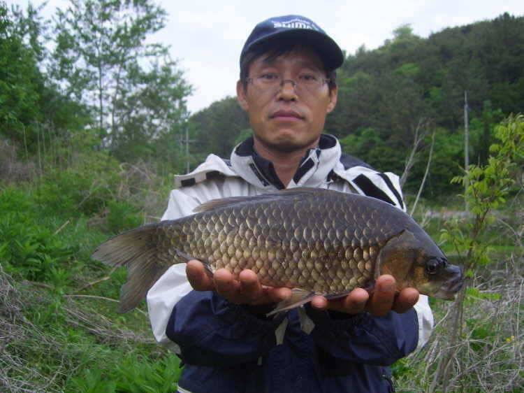 경주권 5월 15일 395cm대물붕어 조황입니다 (조황조행기 - 특파원조황)