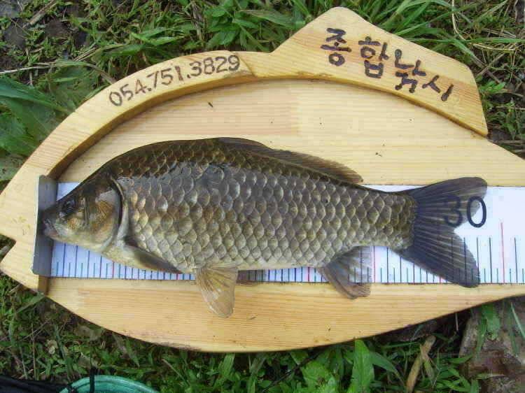 경주권 5월 21일 월척 조황입니다 (조황조행기 - 특파원조황)