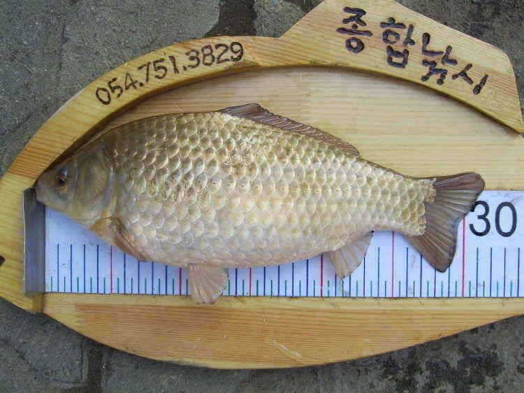 경주권 3월23일 월척조황입니다 (조황조행기 - 특파원조황)