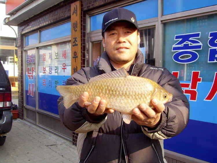 경주권 3월23일 월척조황입니다 (조황조행기 - 특파원조황)