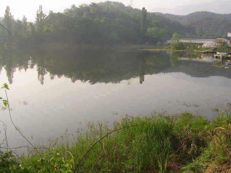 경주권 5월 15일 395cm대물붕어 조황입니다 (조황조행기 - 특파원조황)