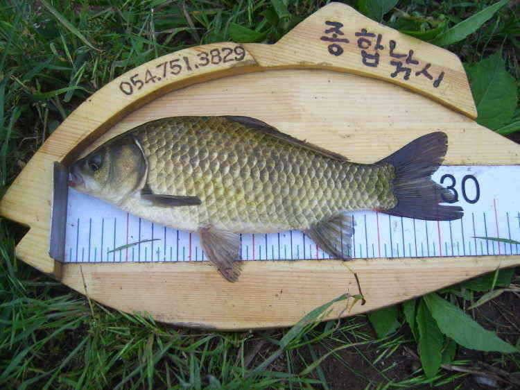 경주권 6월4일 월척조황입니다 (조황조행기 - 특파원조황)
