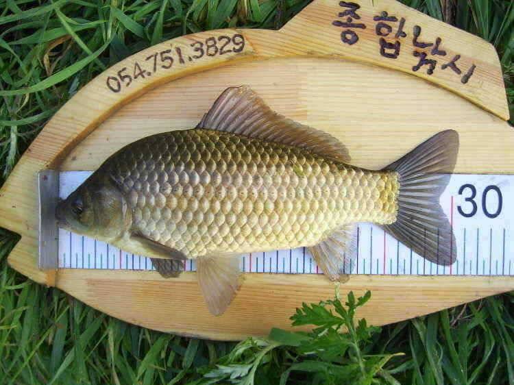 경주권 5월3일 월척 마릿수 조황입니다 (조황조행기 - 특파원조황)